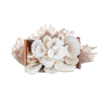 Oyster Mushroom - Image 3